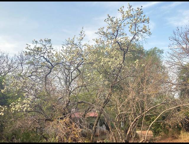 81HA FARM FOR SALE IN RIETVLY AH